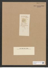 Amphora ocellata Donk. (de-Toni-Nr.: Genus 36, Species 1505) Zeichnungen Sammlung Grunow Nr. 2918 (NHMW-BOT-W0370259)